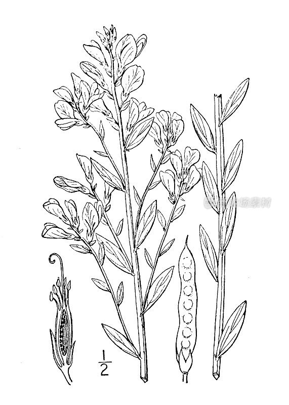 仿古植物学植物插图:Genista tinctoria, Dyeweed, Greenweed
